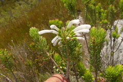 Erica thomae thomae