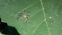 Lyssomanes pauper