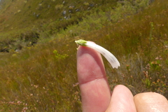 Erica thomae thomae