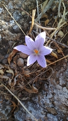 Crocus pallasii