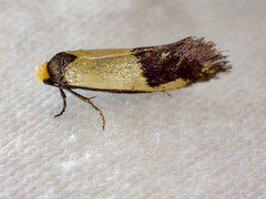 Edosa irruptella
