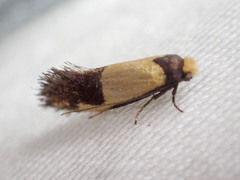 Edosa irruptella