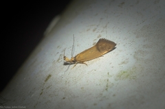 Eremnozona straminea