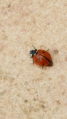 Coccinella septempunctata