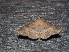 Hypospila