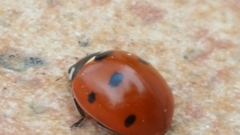 Coccinella septempunctata