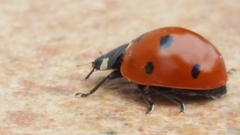 Coccinella septempunctata