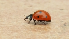 Coccinella septempunctata