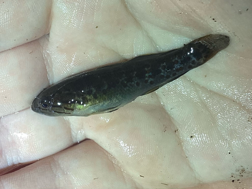 Fewscale mogurnda (Mogurnda oligolepis) — Eleotridae