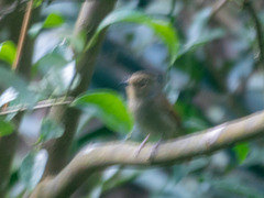 Niltava macgrigoriae