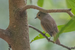 Niltava macgrigoriae