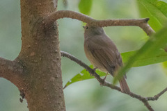 Niltava macgrigoriae