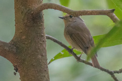 Niltava macgrigoriae