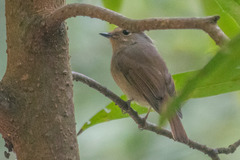 Niltava macgrigoriae