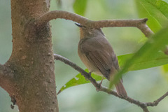 Niltava macgrigoriae