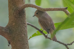 Niltava macgrigoriae