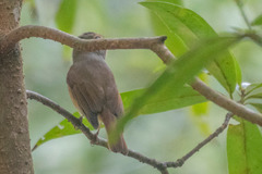 Niltava macgrigoriae