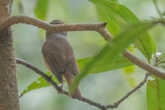 Niltava macgrigoriae