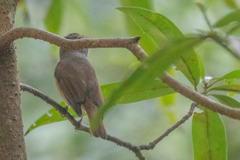 Niltava macgrigoriae