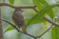 Niltava macgrigoriae