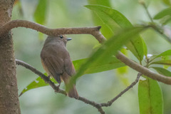 Niltava macgrigoriae