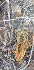 Aloe pearsonii image