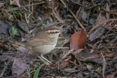 Urosphena squameiceps