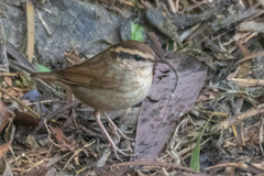 Urosphena squameiceps