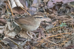 Urosphena squameiceps