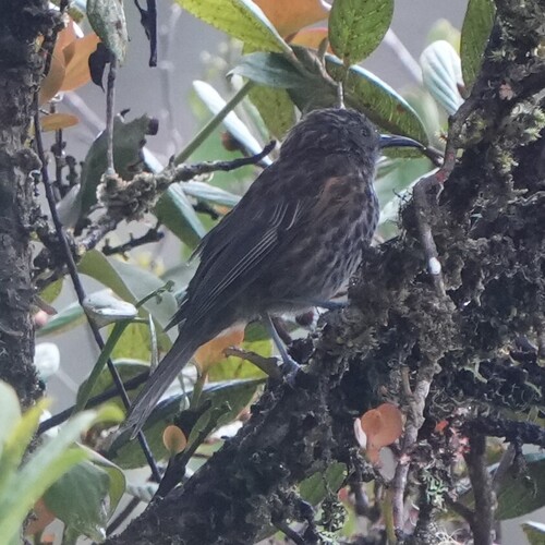 Ptiloprora perstriata, 2025-08-13