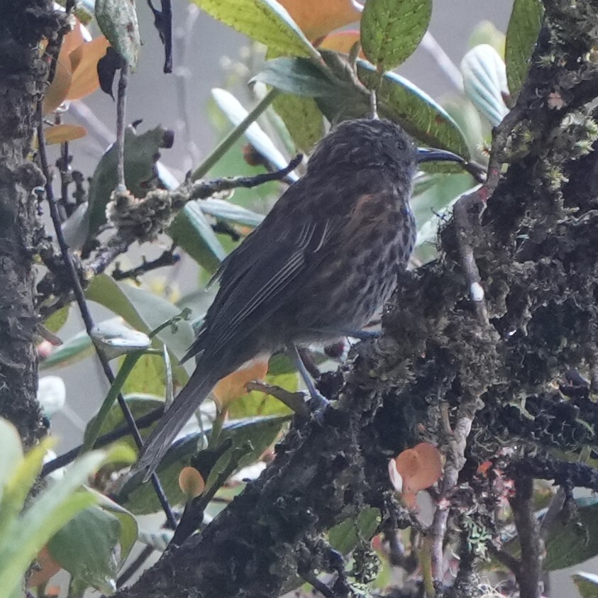 Grey-streaked Honeyeater (Ptiloprora perstriata), photo 1