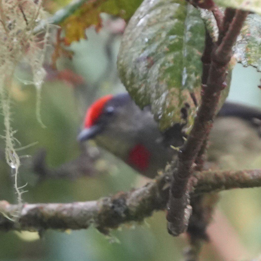 Red-capped Flowerpecker (Dicaeum geelvinkianum), photo 3