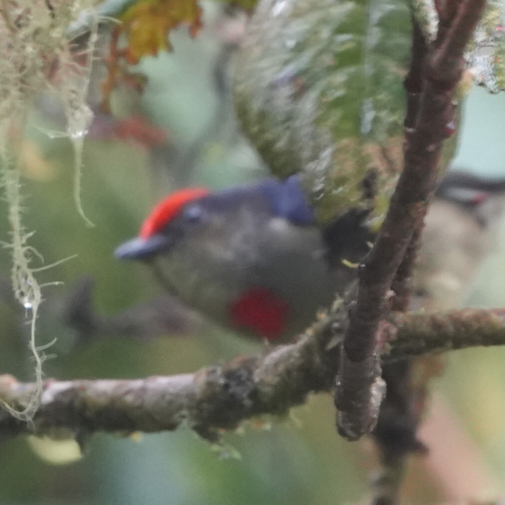 Red-capped Flowerpecker (Dicaeum geelvinkianum), photo 4