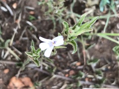 Dyschoriste costata