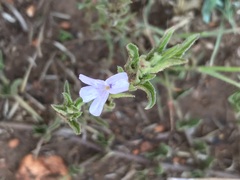 Dyschoriste costata
