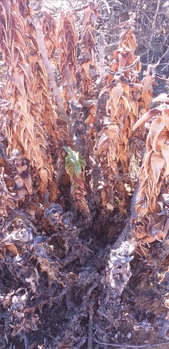 Aloe pearsonii image