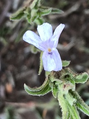 Dyschoriste costata