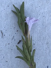 Dyschoriste costata