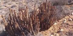 Aloe pearsonii image
