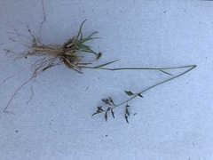 Eragrostis racemosa