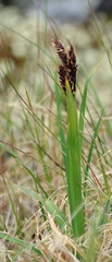 Carex microchaeta