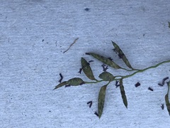 Eragrostis racemosa