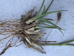 Eragrostis racemosa