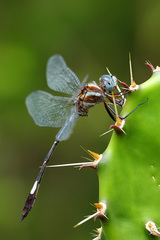 Brechmorhoga praecox