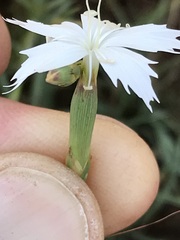 Dianthus mooiensis