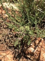 Pollichia campestris