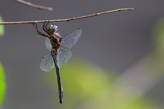 Brechmorhoga pertinax