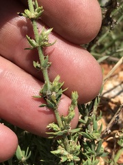 Pollichia campestris