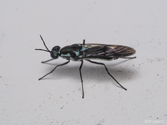 Eudmeta marginata