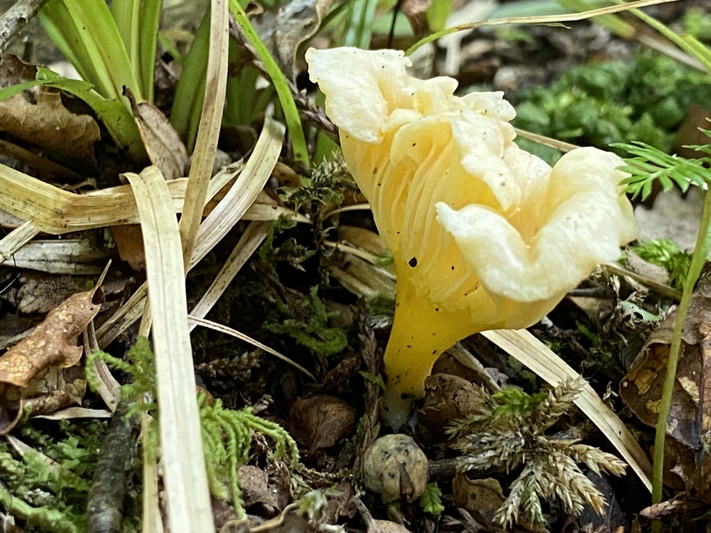 Cantharellus wellingtonensis · January 2025 · photo: © bryn98283 (iNaturalist, cc0)